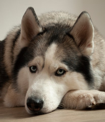 gray-white dog husky breed with blue eyes lies on the floor. light background