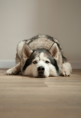 gray-white dog husky breed with blue eyes lies on the floor. light background