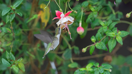 Looking for Nectar and Insects