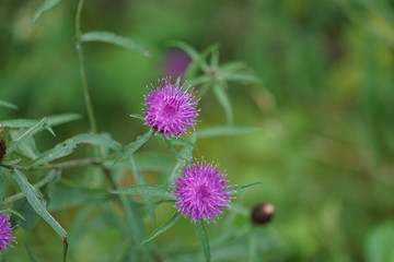 Wildflowers in a Pasture