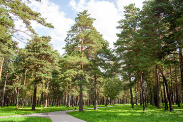 path in a pine park