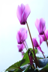 シクラメン　赤