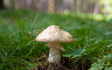 mushroom in green grass