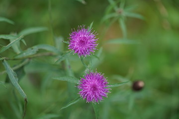 Wildflowers in a Pasture