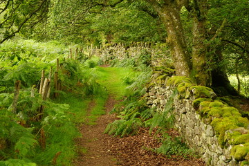 Pastoral Hiking Trail in Rural Wales