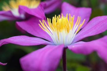 Obraz premium Pink clematis flower close up
