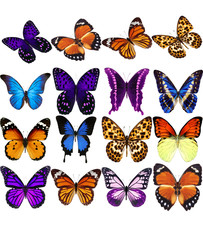 Fototapeta na wymiar Butterfly material butterfly overlay various beautiful butterflies