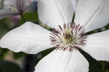 White clematis flower close up