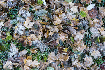 Frosted leaves in grass