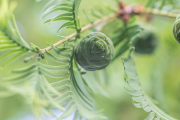 Tender larch branch close up