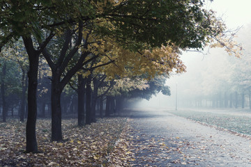 Landscape with fog in park