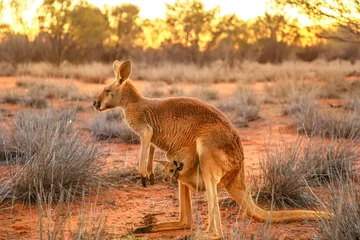 Foto op Plexiglas Zijaanzicht van rode kangoeroe met een joey in een zak, Macropus rufus, op het rode zand van outback centraal Australië. Australische Buideldier in Northern Territory, Red Center. Woestijnlandschap bij zonsondergang. © bennymarty