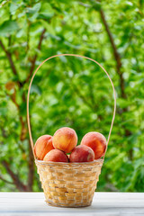 Ripe peaches in a wicker basket, green garden on the background. Fruit season
