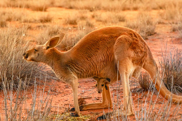 Side view of red kangaroo with a joey in a pocket, Macropus rufus, on the red sand of outback central Australia at sunset. Australian Marsupial in Northern Territory, Red Center.