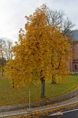 Naklejka premium Deciduous Tree