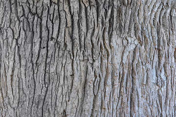 Oak bark close up texture, front view