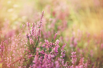 Forest heather (calluna vulgaris) flowering at sunset in the fall. Nature background with copy space. 