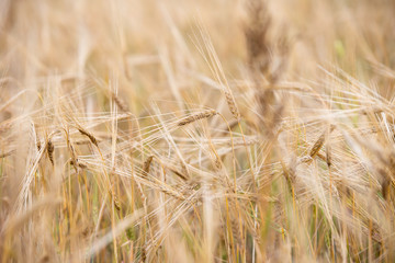 Young wheat grows on the field.