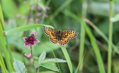 Boloria eunomia, the bog fritillary or ocellate bog fritillary butterfly of the family Nymphalidae