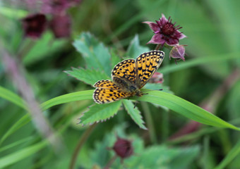 Boloria eunomia, the bog fritillary or ocellate bog fritillary butterfly of the family Nymphalidae