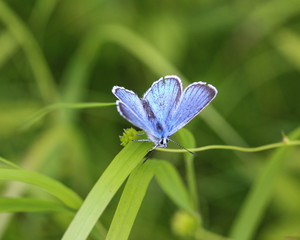 Polyommatus dorylas, the turquoise blue butterfly of the family Lycaenidae