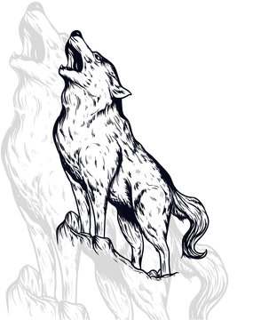 wolf vector illustration, detailed and editable