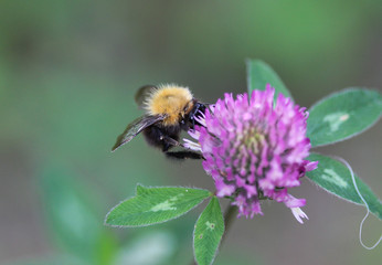 Bombus pascuorum bumblebee, the common carder bee on flower