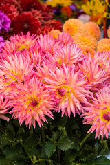 Beautiful flowers of pink orange dahlias on a bush in the garden.