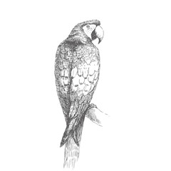 Vector vintage illustration of big ara parrot isolated on white. Hand drawn sketch of tropical bird in engraving style