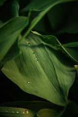 Rain drops on a green leaves of lily of the valley.
