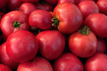duża grupa czerwonych pomidorów