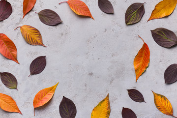 Fototapeta na wymiar Autumn round frame of colored fallen leaves on grey