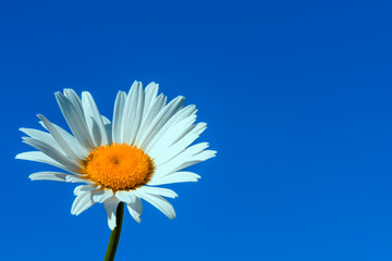 White Daisy. Daisy flower in summer close-up. Chamomile closeup on a green background. Daisy. Chamomile ordinary sunny day in summer.