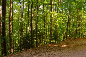 Fototapeta premium Road to Winter and Spa station Poiana Brasov. Typical landscape in the forests of Transylvania, Romania