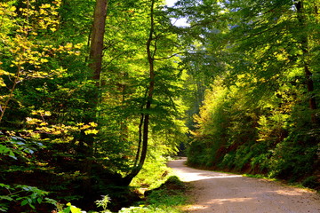 Road to Winter and Spa station Poiana Brasov. Typical landscape in the forests of Transylvania, Romania