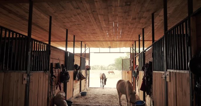 Shooting in the stables, little ponies walk around the stables, looking at the camera. Animal care. Concept of horses and people.
