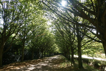 Obraz premium Autumn Leaves Avenue