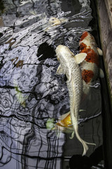 Japanese colored fish