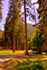 Road to Winter and Spa station Poiana Brasov. Typical landscape in the forests of Transylvania, Romania