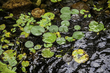 Water lilies in the water