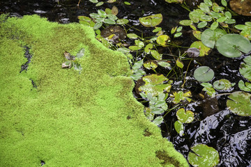 Water lilies in the water