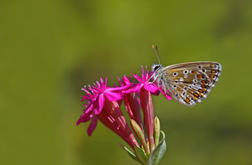 Polygonal balkan blue butterfly ; Polyommatus anteros