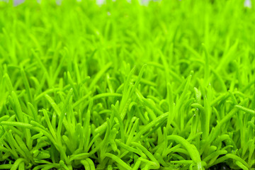 Young green plants in farm field. Agriculture. Cultivation of edible plants.