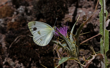 Croupier's White Angel Butterfly ; Pieris krueperi