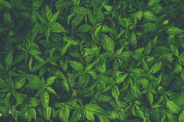 Naklejka na ściany i meble Beautiful green leaf pattern. Natural background.
