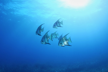 Atlantic Spade fish in calm blue water