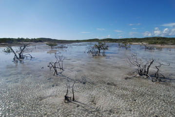 Fototapeta na wymiar Barren flooded tidal plain with dead mangrove trees