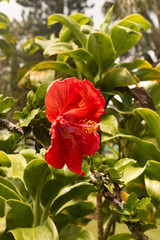 Red Hibiscus Hibisceae  Malvaceae