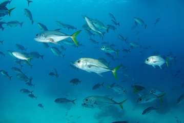 Obraz na płótnie Canvas School of jack fish wide-angle underwater