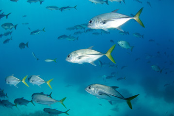 Naklejka premium Shoal of fish over deep reef in blue sea